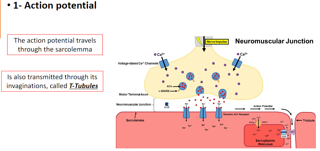 <p><strong>Sarcolemma</strong><br> Action potential travels along the <strong>muscle cell membrane (sarcolemma)</strong></p><p><strong>T-Tubules</strong><br> Action potential is also transmitted through <strong>invaginations of the sarcolemma called T-tubules</strong><br> Allows signal to <strong>reach deep into the muscle fiber</strong></p><p><strong>Key Point</strong><br> <strong>T-tubules ensure the action potential rapidly reaches the interior of the muscle fiber</strong> for <strong>coordinated contraction</strong>)</p>