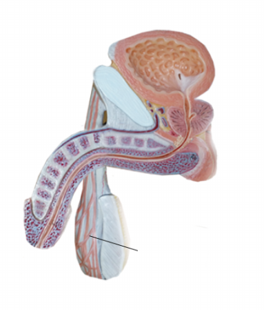 <p><span>Name the structure</span></p>