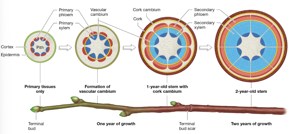 <p>Secondary Growth</p>