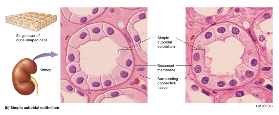 <p>simpel cuboidal: function</p>
