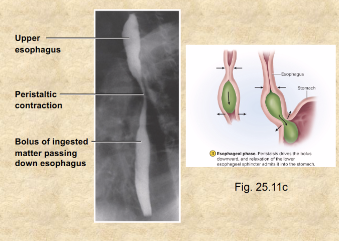 <p>peristalsis—wave of muscular contraction that pushes bolus ahead—involuntary</p><p>(liquid reaches stomach in 1-2 sec, bolus 4-8 sec)</p><p>at end of esophagus, lower esophageal sphincter relaxes—food enters stomach</p>