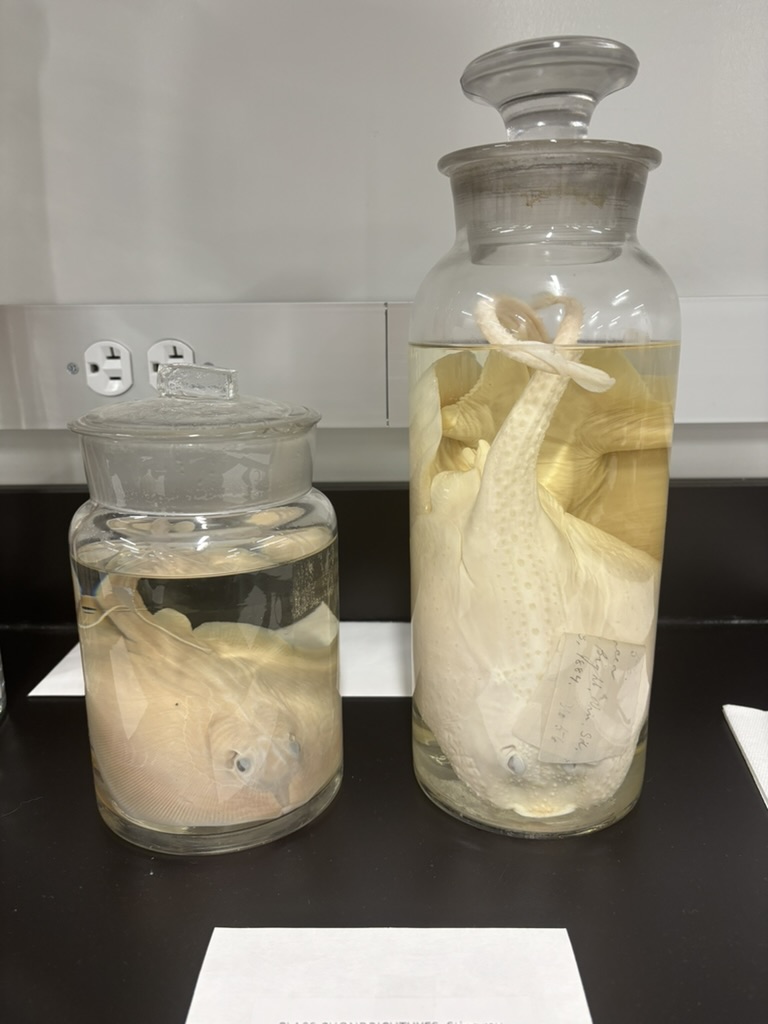 <p>What are these (phylum, subphylum, superclass, class, common name)?</p>