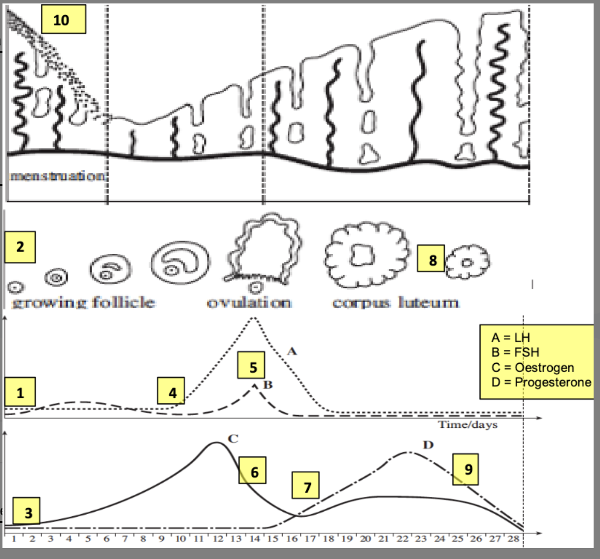 <p>roles of hormones in menstrual cycle and their hormones </p>