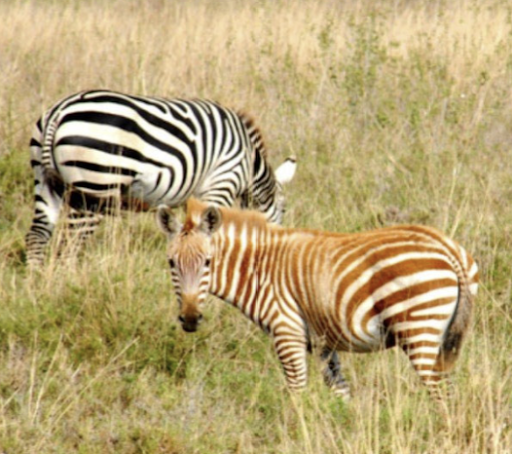 <p>unusual genetic variation causing animal to be more orange/redish</p>
