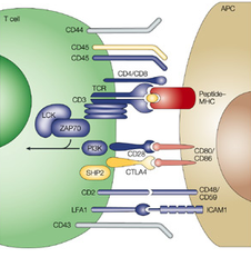 <p>cells contain glycoproteins or sugars for other cells to identify it on plasma membrane</p>