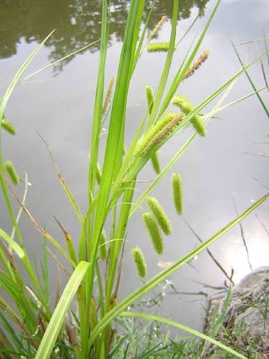 <p>Kärr, stränder. Storvuxet. Mellan fruktgömmen smalt stödblad. Kala, v-formiga blad</p>