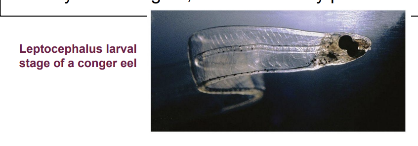 <p>What do leptocephalus larvae look like?</p>