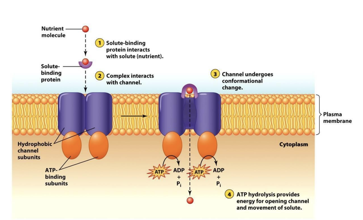 <p>ABC Transporter = moves different substrates across membrane</p><ul><li><p><strong><u>2</u></strong> specific aa sequences bind and hydrolyzes ATP</p></li></ul><p></p>