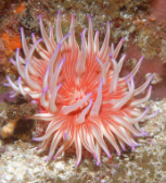 <p>Identify the phylum this belongs to.</p>
