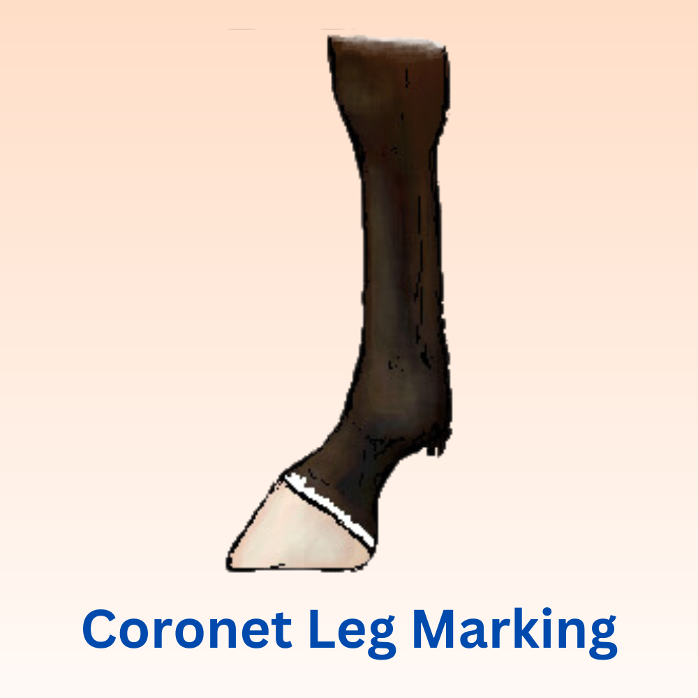 <p>horse leg marking</p>