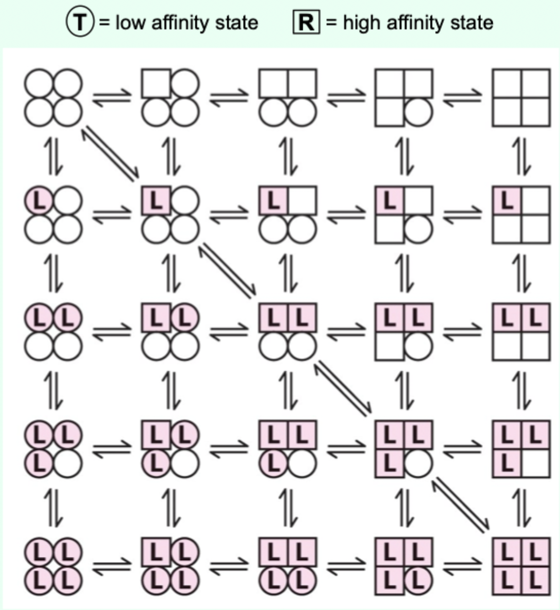 <p><strong>Sequential</strong> model: what happens as <strong>more ligands bind</strong>?</p>