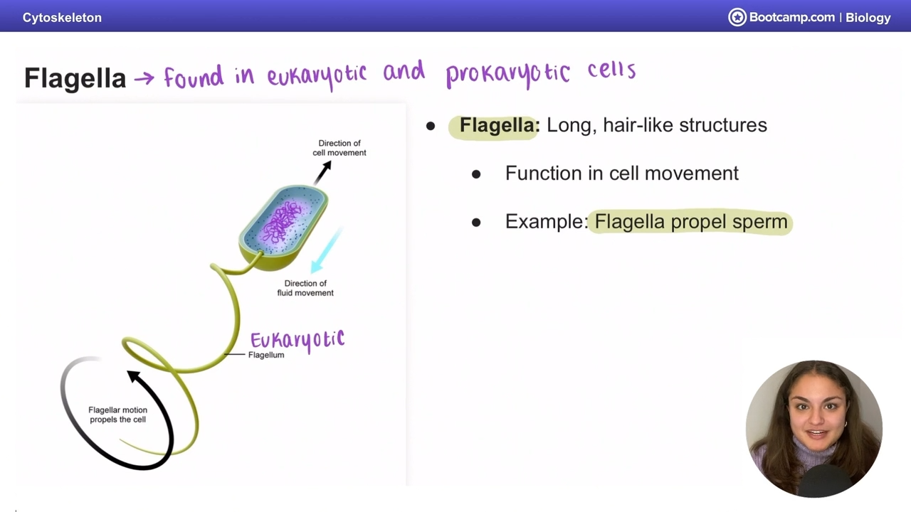 <p>long, hair like structures than are used for<strong> cell movement</strong>, <strong>made of microtubules</strong></p>