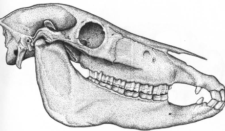 <p> Equus caballus</p>