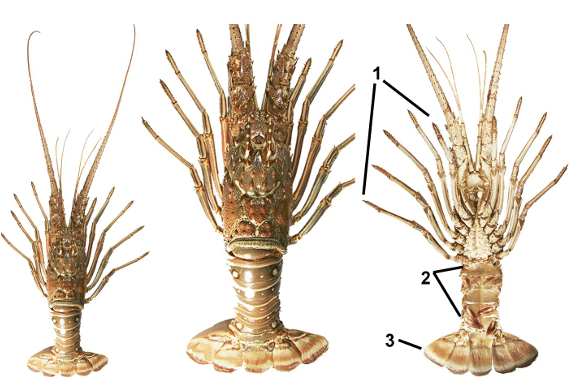 <p>taxa</p><p>label numbers</p>