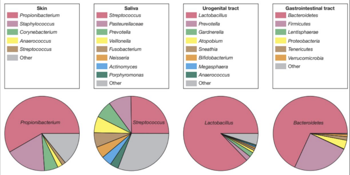 <ul><li><p>The GI tract contains diverse microbes; dominated by Firmicutes, Bacteroidetes, Proteobacteria, and Actinobacteria</p></li><li><p>Composition varies among individuals due to diet, age, environment, and lifestyle</p></li></ul><p></p>