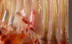 <p>What is happening here? Where the animal groans on palpation, has reluctance to move, and pain leading to "colic"?</p>