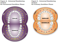 <p>Start from the upper right with #1 and count to the left, drop down to the left side to the lower teeth and continue counting (with 17) until you get to the lower right corner. (32) </p><p>If a pt does not have wisdom teeth, start with #2, etc (In this case #1 is missing etc) 1,16,32,17-all wisdom teeth.</p>