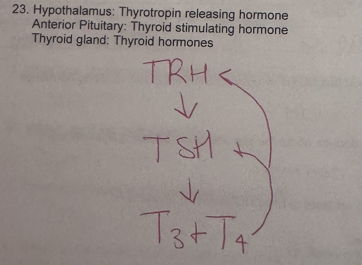 knowt flashcard image