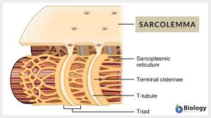 <p>cell membrane</p>