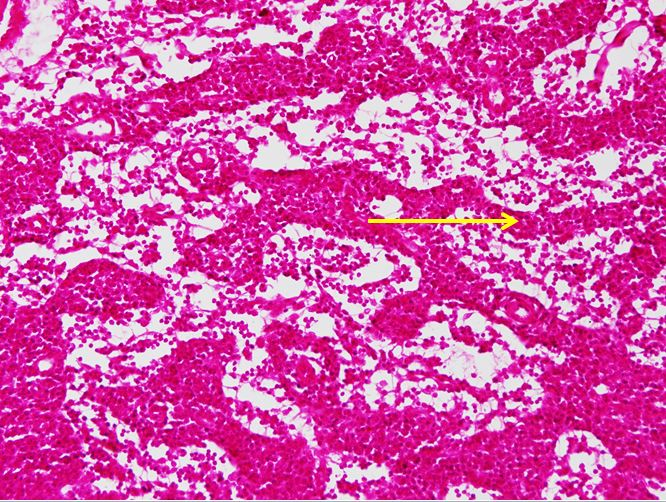 <p>Cấu trúc gì ?</p>