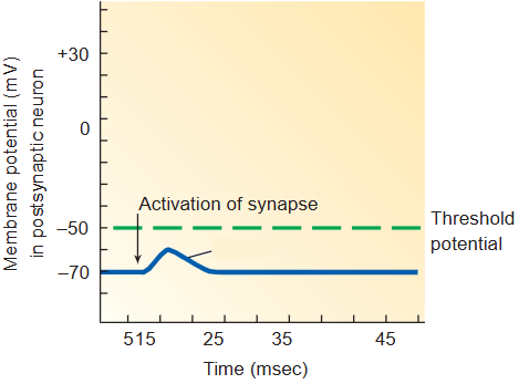 <ul><li><p><span style="background-color: transparent;">Most common excitatory neurotransmitters are <em>glutamate (Glu)</em> and <em>acetylcholine (ACh)</em></span></p></li><li><p><span style="background-color: transparent;">Depolarizing potential that brings <strong><em>mV </em></strong>towards threshold for generation of an action potential</span></p></li></ul><p></p>