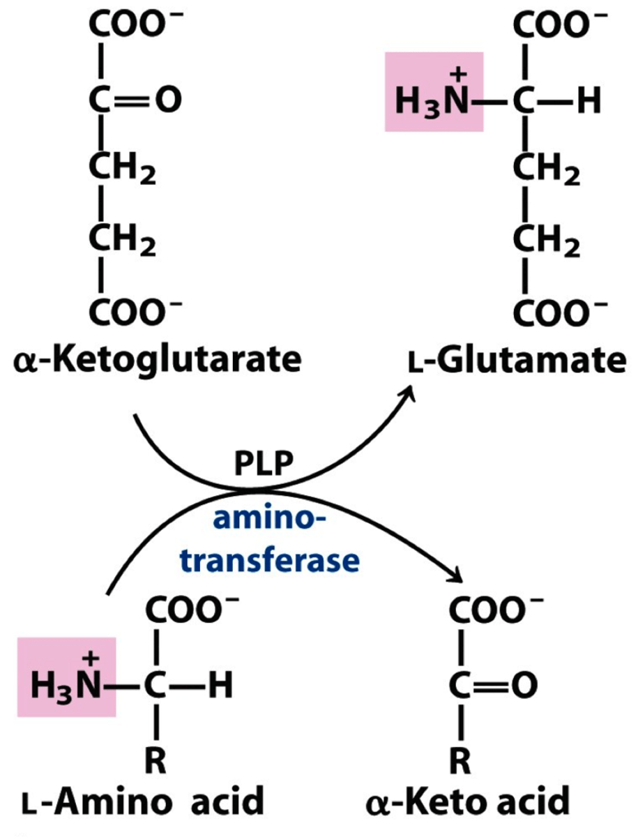 <p>They handle the nitrogen group of amino acids and convert carbon skeletons into metabolic intermediates.</p>