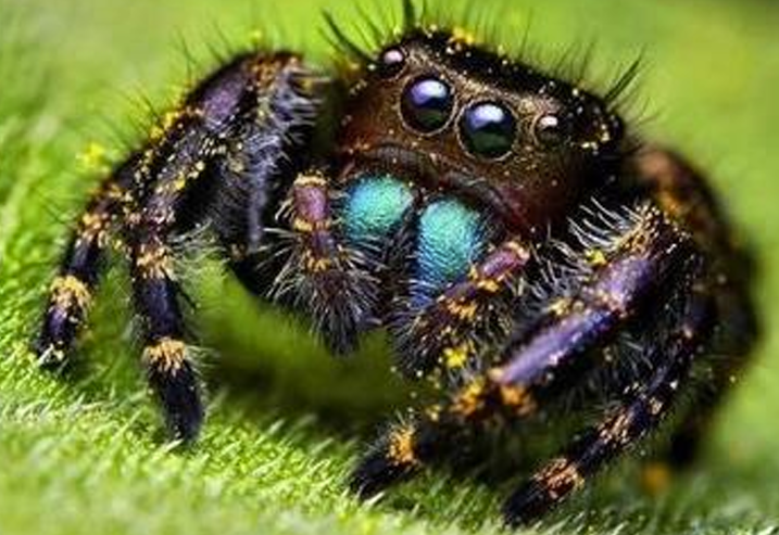 <p>Orde Araneae (spinnen) vb</p>