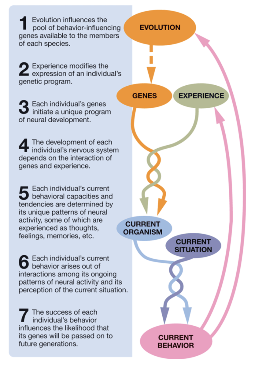 <p>- Behavior is not driven strictly by nature vs. nurture. It emerges from three-way interactions:</p><p>(1) Evolution (influences genes),</p><p>(2) Genes + Experience (influences neurodevelopment)</p><p>(3) Current Organism state + Current Situation (produces current behavior).</p><p>- Who we are and how we act isn't just born inside us or learned outside; it's a constant loop where evolutionary history, real-life environment, and present brain condition work together.</p>