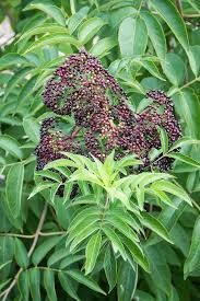 <p><span>Sambucus canadensis</span></p>