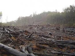 <p>Loss of natural habitats due to urbanization, deforestation, etc.</p>