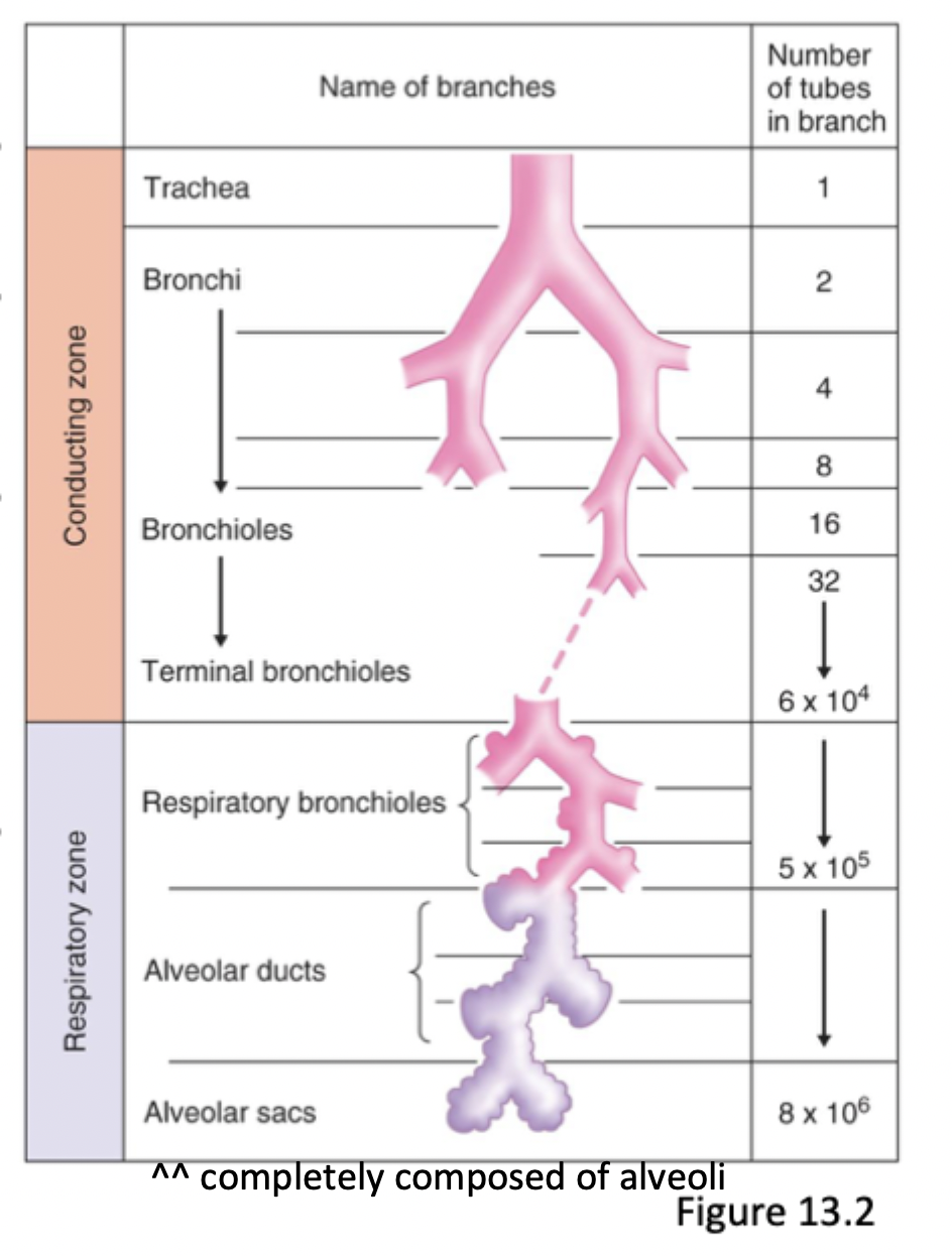 <p>Conducting zone (anatomical dead space, no gas exchange): Trachea → bronchi → bronchioles → terminal bronchioles → </p><p>Respiratory zone (gas exchange): respiratory bronchioles → alveolar ducts → alveolar sacs</p>