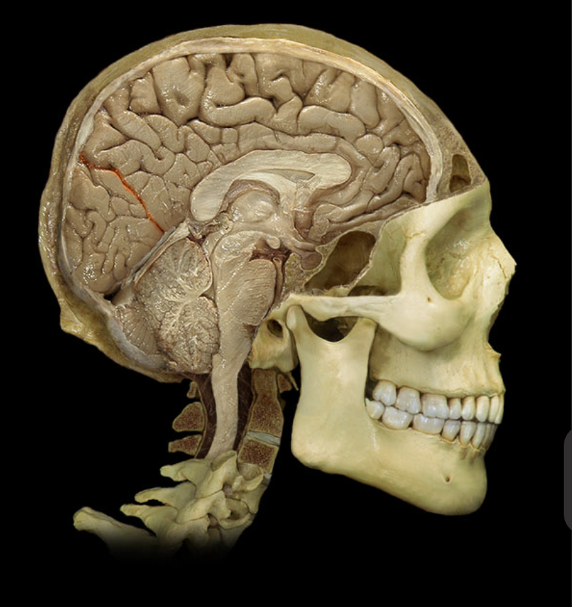 <p>What brain part is this?</p>