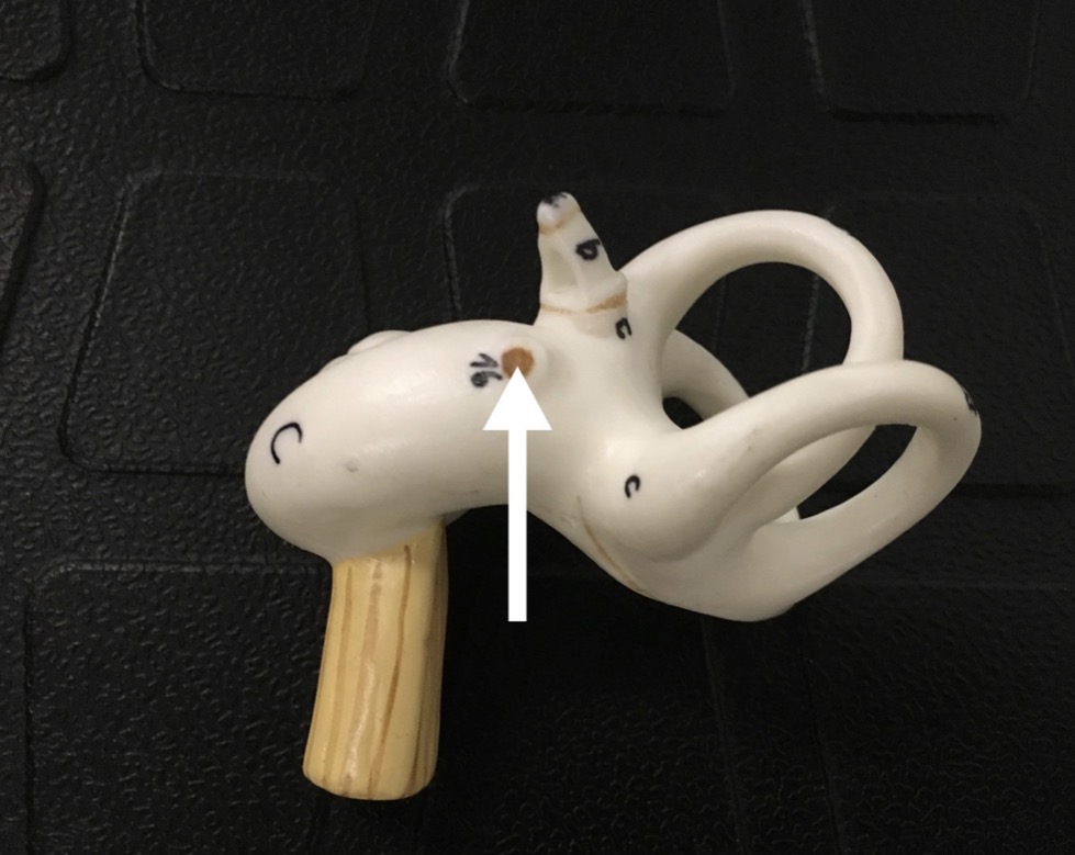 <p><span>name the specific BROWN structure at the end of the arrow's point</span></p>