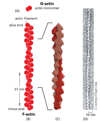 <p>Actin Filament (F-actin) Structure</p>
