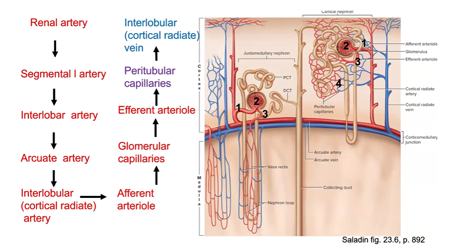 <p>Trace the path taken by a drop of blood as it leaves the renal artery and travels through the kidney, exiting through the renal vein. Trace the path taken by a drop of urine as it leaves the renal papilla and exits the kidney through the ureter.</p>