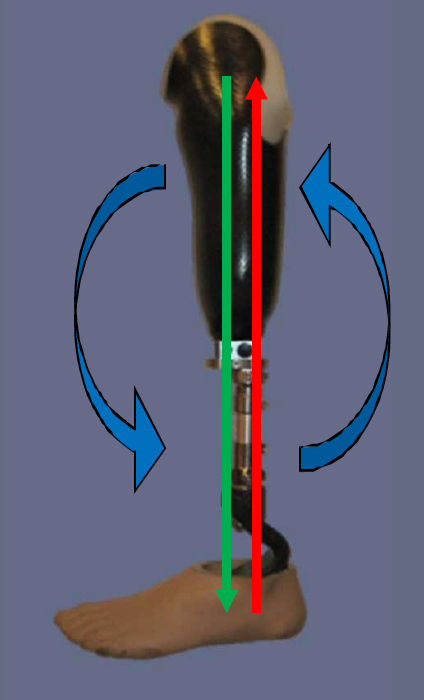 <p>posterior proximal, anterior distal</p>