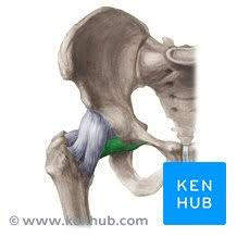 <p>Name this ligament </p>