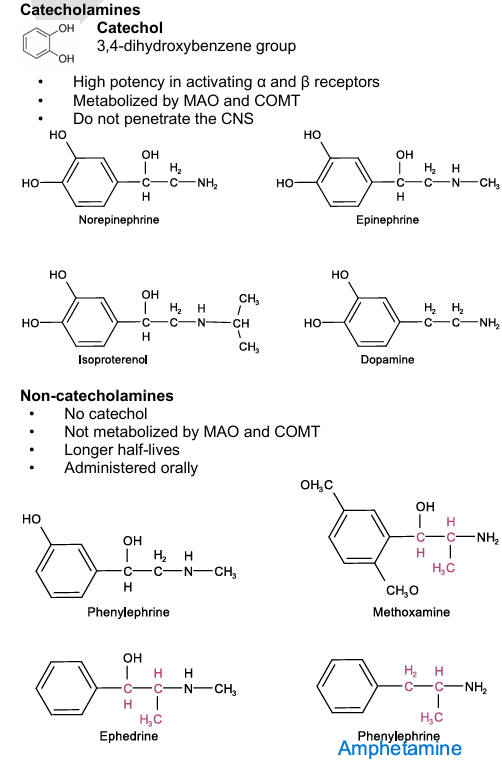 <p></p><p><u>Non-catecholamines___</u>1. Phenylephrine</p><p><u>Catecholamines ______</u>2. Dopamine</p><p><u>Catecholamines ______</u>3. Norepinephrine</p><p><u>Non-catecholamines___</u>4. Methoxamine</p><p><u>Non-catecholamines___</u>5. Amphetamine</p><p><u>Catecholamines ______</u>6. Epinephrine</p><p><u>Non-catecholamines___</u>7. Ephedrine</p><p><u>Catecholamines ______</u>8. Isoproterenol</p><p></p><p></p>