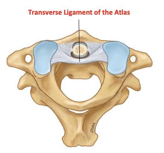 <p>Function of tramsverse ligament of atlas</p>