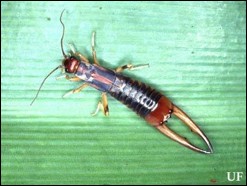 <p>Identify the insect, order, and mouthparts</p>