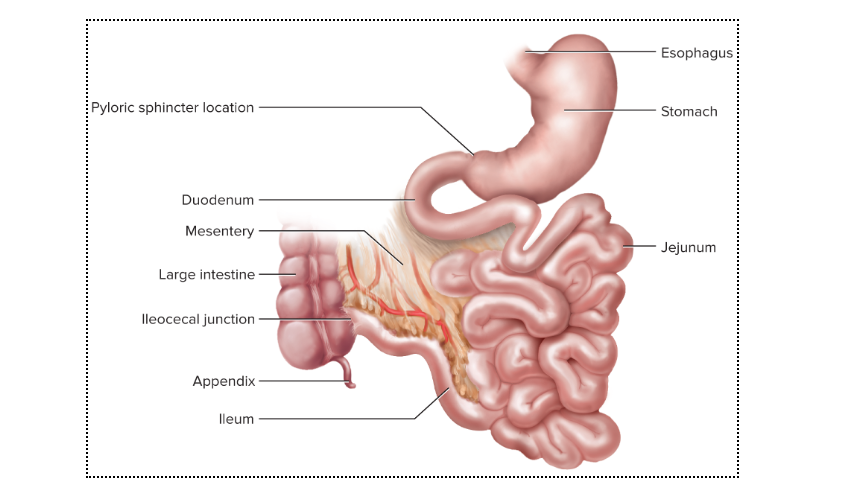 term image