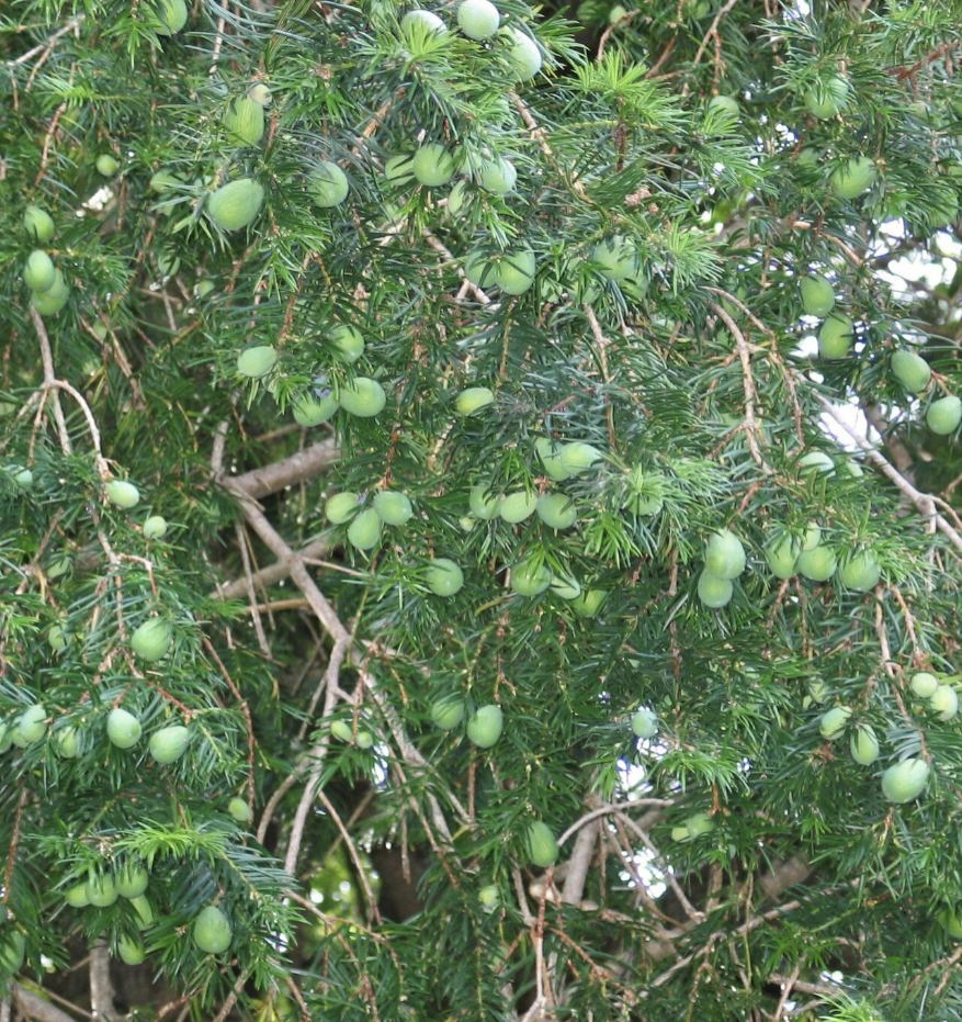 <img src="https://landscapeplants.oregonstate.edu/sites/plantid7/files/plantimage/toca1897A.jpg" data-width="100%" data-align="center" alt=""><img src="https://encrypted-tbn0.gstatic.com/images?q=tbn:ANd9GcTqGc4hC6DeWSm1GPquPULHb4edAS-KbNDf3g&s" data-width="100%" data-align="center" alt=""><p></p>
