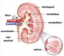 <ol><li><p>vena renalis</p></li><li><p>arteria renalis</p></li><li><p>ureter</p></li></ol><p>Niermerg grenst ook aan de nierbekken</p>