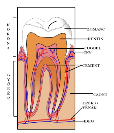 <ul><li><p style="text-align: justify;"><span style="background-color: transparent;"><em>Radix dentis</em></span></p></li><li><p style="text-align: justify;"><span style="background-color: transparent;">Alveolusba csapszerűen illeszkedik</span></p></li><li><p style="text-align: justify;"><span style="background-color: transparent;">Kívülről <strong>cement</strong> borítja</span></p></li><li><p style="text-align: justify;"><span style="background-color: transparent;">Fénytelen, sárgás szín</span></p></li><li><p style="text-align: justify;"><span style="background-color: transparent;">Gyökér és alveolus között <strong>gyökérhártya</strong></span></p></li><li><p style="text-align: justify;"><span style="background-color: transparent;">Lehetnek: 1, 2 vagy 3 gyökerű fogak</span></p></li><li><p style="text-align: justify;"><span style="background-color: transparent;">Fő állomány: <strong><em>dentin</em></strong></span></p></li><li><p style="text-align: justify;"><span style="background-color: transparent;"><strong>Fogüreg</strong>: cavum <em>dentis</em></span></p></li><li><p style="text-align: justify;"><span style="background-color: transparent;"><strong>Fogbél</strong>: <em>pulpa</em></span></p></li><li><p style="text-align: justify;"><span style="background-color: transparent;"><strong>Gyökércsatorna</strong></span></p></li></ul><p></p>