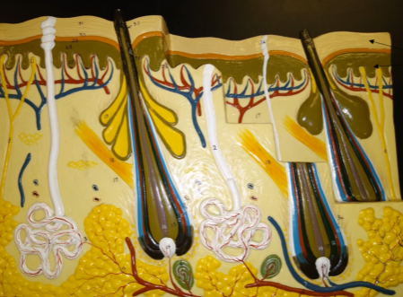 <p>What is this layer?</p>