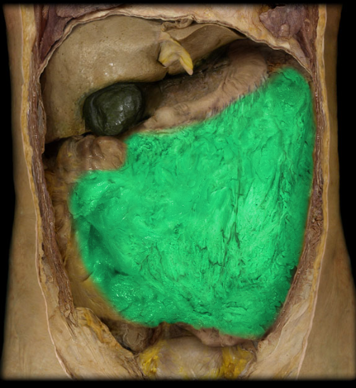 <p>hangs inferiorly from the transverse colon in front of the small intestine</p>