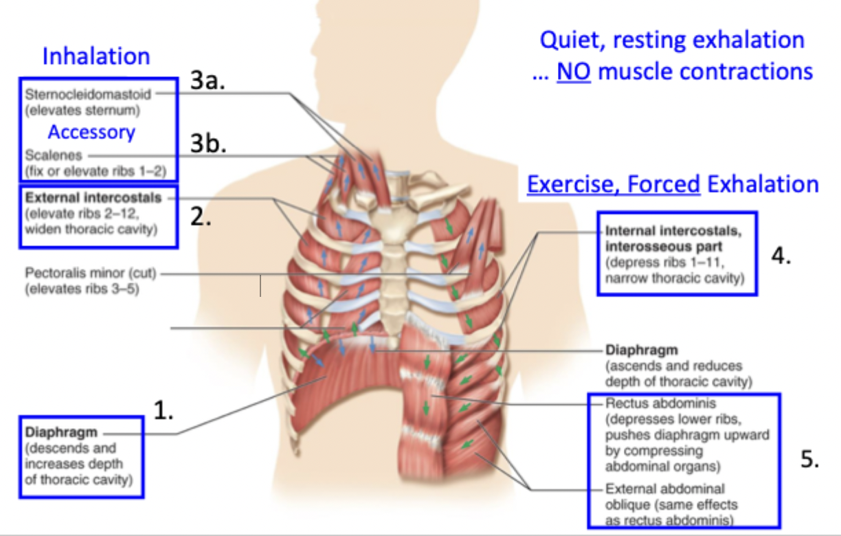 <p>Diaphragm  - contacts to move abdomen down and enlarge the thorax</p><p>External intercostals - contracts to pull ribs up and out to increase thoracic cavity</p><p>Accessory muscles - for deeper and forceful inhalations</p><ul><li><p>Includes sternocleidomastoids and scalenes, pulls ribs up</p></li></ul><p>Internal intercostals - forceful, exercised exhalation and depresses ribs to narrow thoracic cavity</p><p>Abdominal muscles - moves diaphragm up and compresses abdominal organs</p>
