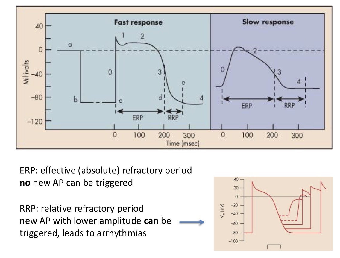 <p>Ensured by refractory period!!! - no further AP cannot be generated because the channels are inactive</p>