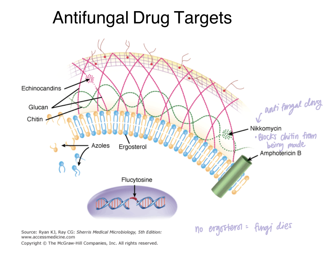 <p><strong>Fungal-specific features of the cell wall and plasma membrane provide targets that antifungal drugs can act on.</strong></p><p><span data-name="mag_right" data-type="emoji">🔎</span> <strong>What this means:</strong></p><p>The lecture specifically points to molecules such as ergosterol, chitin, and glucans as important fungal-envelope targets.</p>
