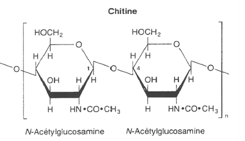 <p>Polysaccharide, <span style="font-family: Calibri, "sans-serif"; line-height: 115%;"><strong>motifs répétés de N-acétylglucosamine</strong> reliés par des liaisons <strong>β(1→4)</strong></span></p><p><span style="font-family: Calibri, "sans-serif"; line-height: 115%;"><strong>Structure proche de celle de la cellulose: grande résistance mécanique</strong></span></p><p><span style="font-family: Calibri, "sans-serif"; line-height: 115%;"><strong>Présente dans l’exosquelette des insectes</strong></span></p>